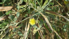 Launaea nudicaulis