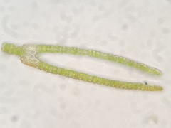 Fissidens bushii