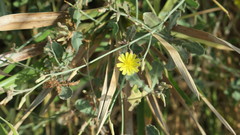 Launaea nudicaulis