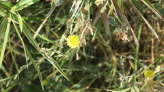Launaea nudicaulis