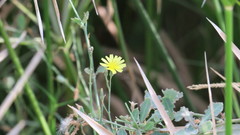 Launaea nudicaulis