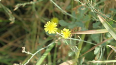 Launaea nudicaulis
