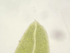 Fissidens bushii