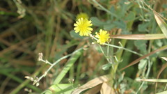 Launaea nudicaulis