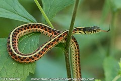 Thamnophis sirtalis