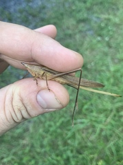 Neoconocephalus nebrascensis