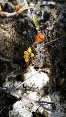 Wahlenbergia pygmaea