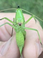 Neoconocephalus nebrascensis
