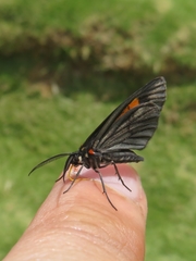 Sangalopsis microleuca