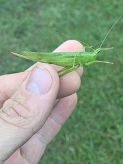 Neoconocephalus nebrascensis