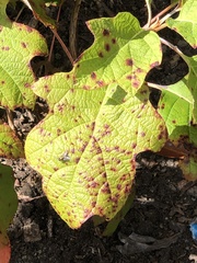 Cercospora hydrangeae