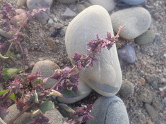 Atriplex franktonii