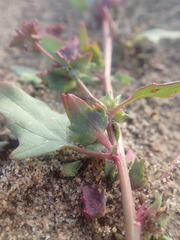 Atriplex franktonii