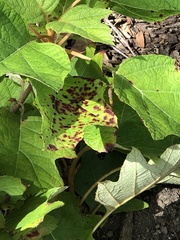 Cercospora hydrangeae