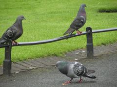 Columba livia domestica