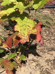 Cercospora hydrangeae