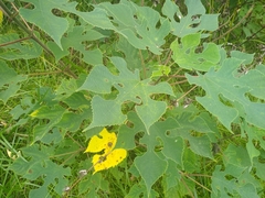 Broussonetia papyrifera