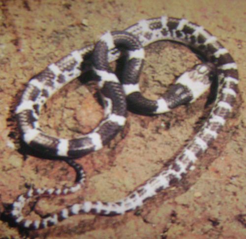 Dryocalamus nympha (Энциклопедия змей) · BioDiversity4All