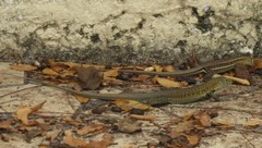 Pholidoscelis griswoldi