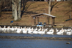 Pelecanus erythrorhynchos