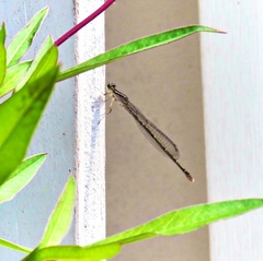 Enallagma durum