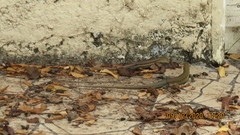 Pholidoscelis griswoldi