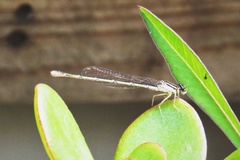Enallagma durum