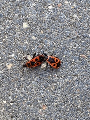 Pyrrhocoris apterus