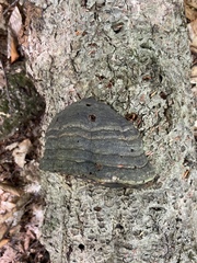 Fomes fomentarius