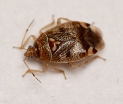 Deraeocoris fenestratus
