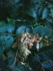 Ailanthus altissima