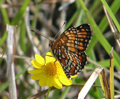 Chlosyne definita