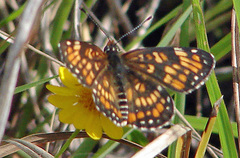Chlosyne definita