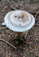 Amanita umbrinolutea