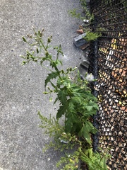 Erechtites hieraciifolius