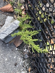 Dysphania ambrosioides