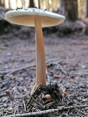 Amanita umbrinolutea