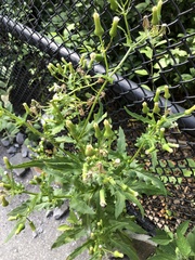 Erechtites hieraciifolius