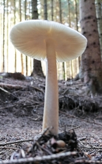 Amanita umbrinolutea