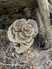 Trametes versicolor