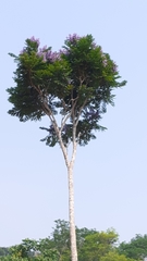 Jacaranda copaia