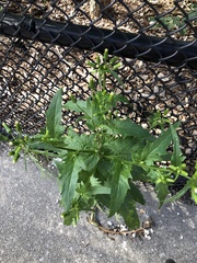 Erechtites hieraciifolius