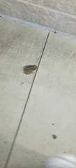 Incilius nebulifer