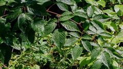 Rubus