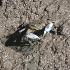 Macrophthalmus pacificus