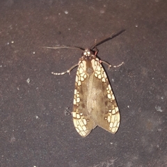 Tessellarctia semivaria