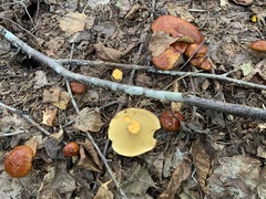 Suillus glandulosus