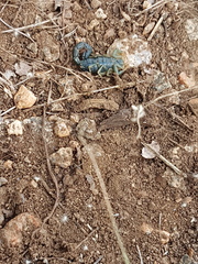 Uroplectes olivaceus