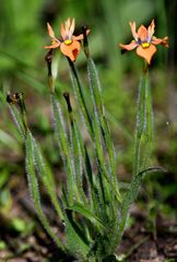 Moraea papilionacea papilionacea