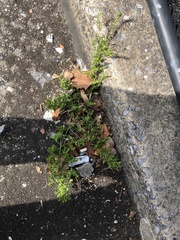 Dysphania ambrosioides